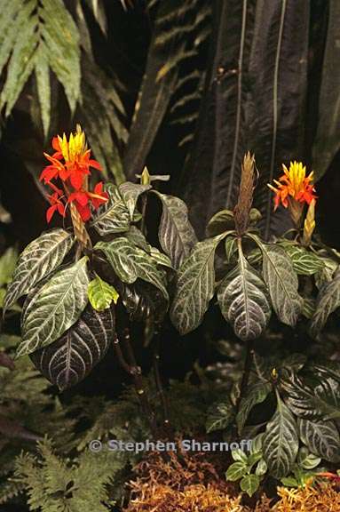 aphelandra aurantiaca 1 graphic